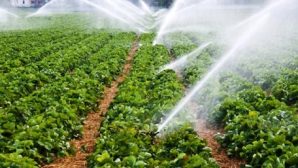 Nevşehir’de Çiftçiye 139 bin 655 lira destekleme ödemesi yapılacak